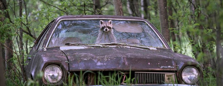 Golpe de suerte, para una madre mapache Mapache a traves del parabrisas- Jason Bantle, Wildlife Photographer of the Year 2019