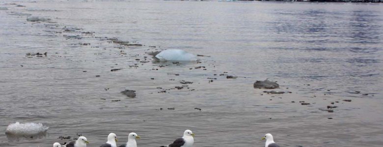 Las temperaturas en el planeta aumentarán 3.2 grados, lo que puede provocar una catástrofe climática: ONU El deshielo del Ártico- Juan Vidal Diaz