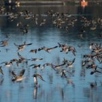 ¿Cómo pueden las aves migratorias volar 10,000 kms sin desviarse?