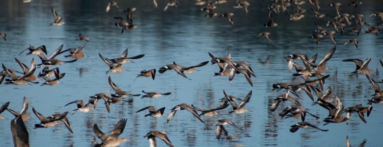 Limosa haemastica o aguja-cafe- UEx
