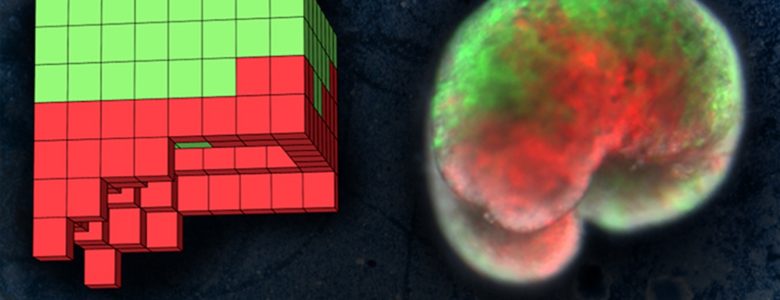 A la izquierda, el plano anatómico de un organismo diseñado por ordenador. A la derecha, el organismo vivo, construido completamente a partir de piel de rana (verde) y células del músculo cardíaco (rojo)- Sam Kriegman (UVM)