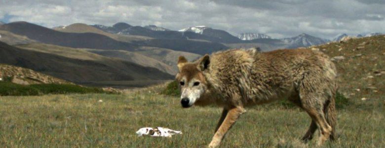 Lobo del Himalaya a 5,000 metros de altitud- Geraldine Werhahn