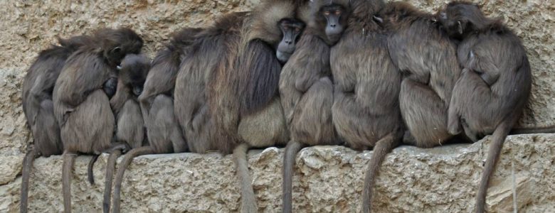 El aislamiento social afecta al bienestar de humanos y de otros maníferos