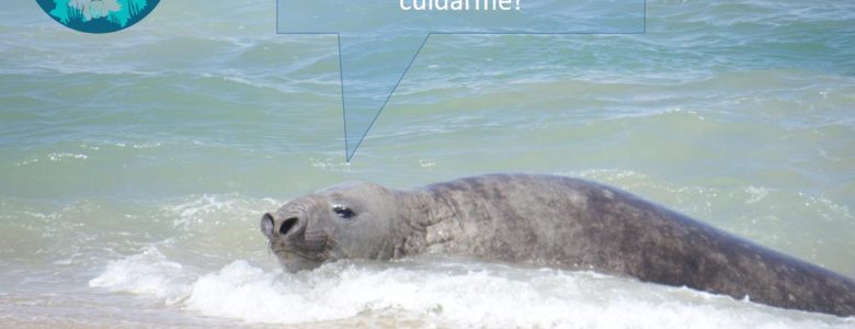 Panchito, el elefante marino que viajó más de 9,000 kms.