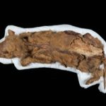 Una momia de 57,000 años de antiguedad, de una loba cachorra, se encontró en Canadá