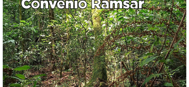 Humedales: A 50 años de la firma del Convenio Ramsar