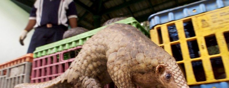La OMS todavía desconoce el origen del virus que provoca la Covid-19, pero rechaza que se haya originado en un laboratorio