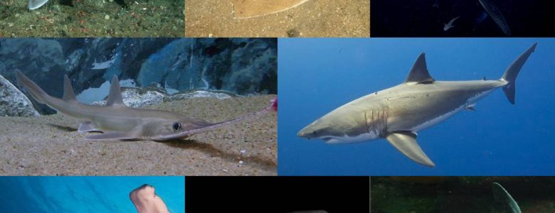 Hace 19 millones de años hubo una misteriosa extinción masiva de tiburones